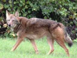 Loup rouge de floride